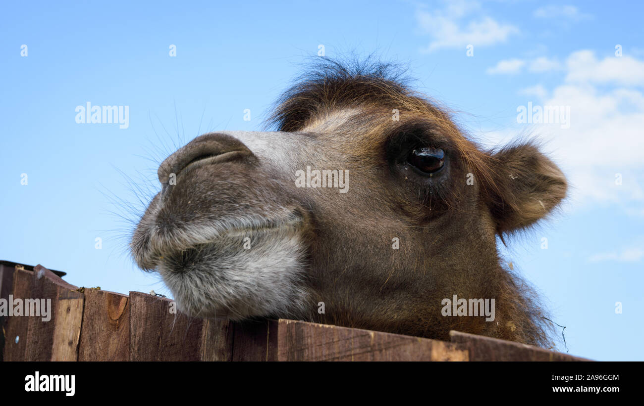 Funny camel muso contro il cielo blu Foto Stock