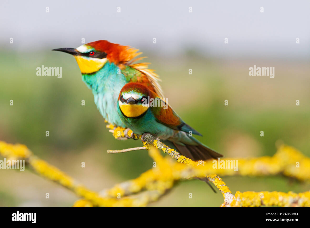 Bellissimi uccelli selvatici con gravi sembra Foto Stock