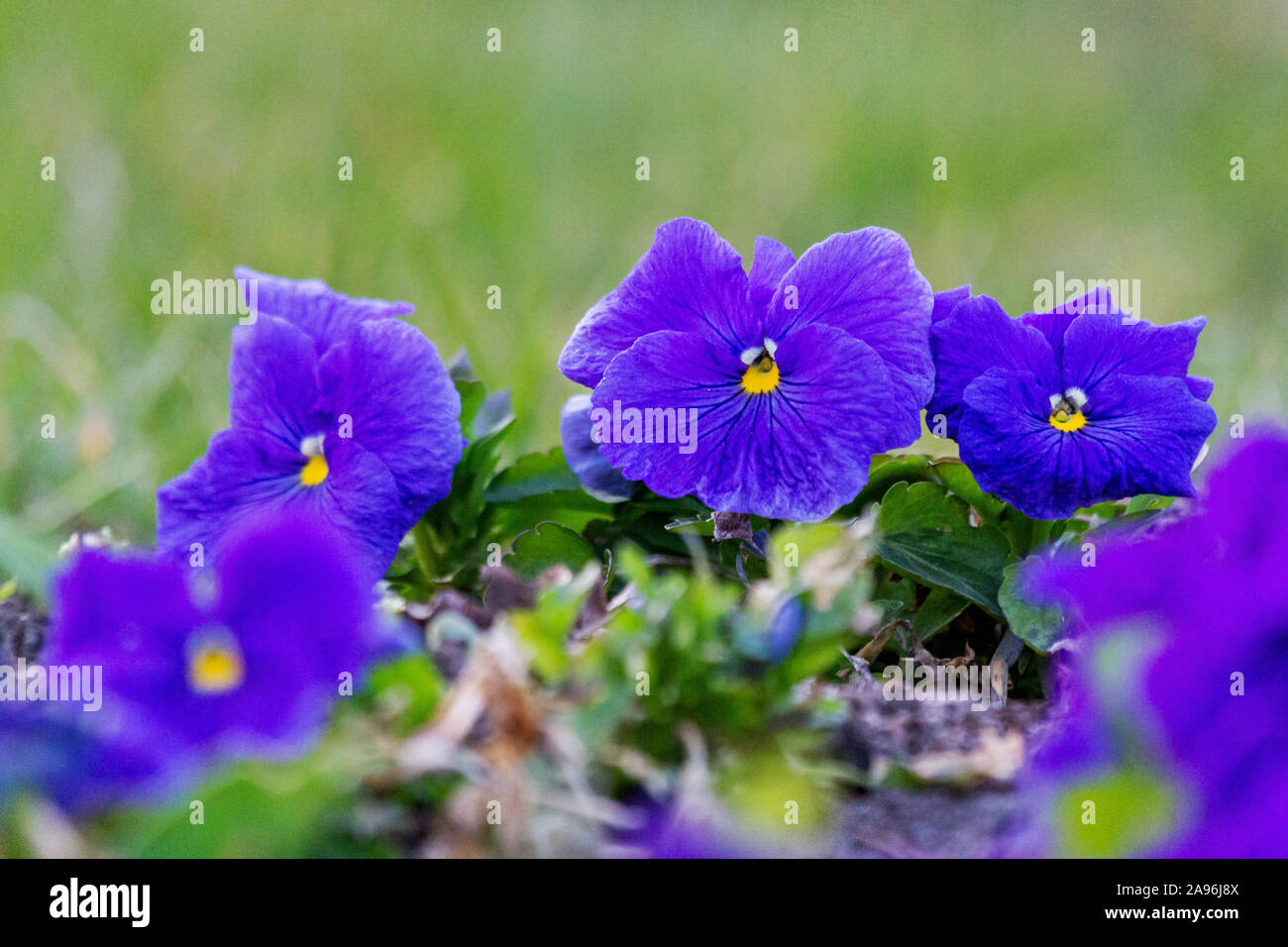 Violette blu nel giardino di primavera Foto Stock
