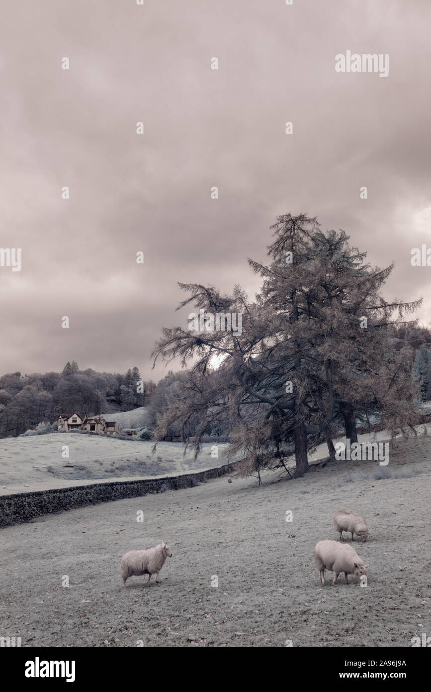 Tre pecore al pascolo in un gelido campo nel Lake District inglese. Vi è una grande casa bianca nella distanza dietro un basso muro di pietra. Foto Stock