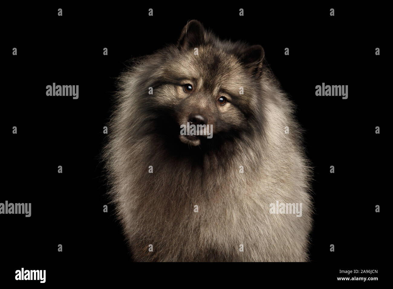 Ritratto di Keeshond peloso cane curioso cercando nella fotocamera con testa di tornitura isolato su sfondo nero Foto Stock