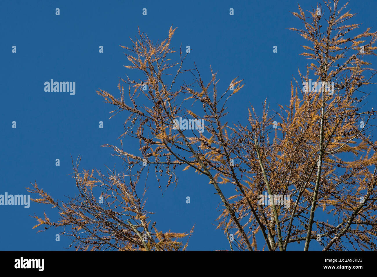 Il larice in inverno, Larix decidua Foto Stock
