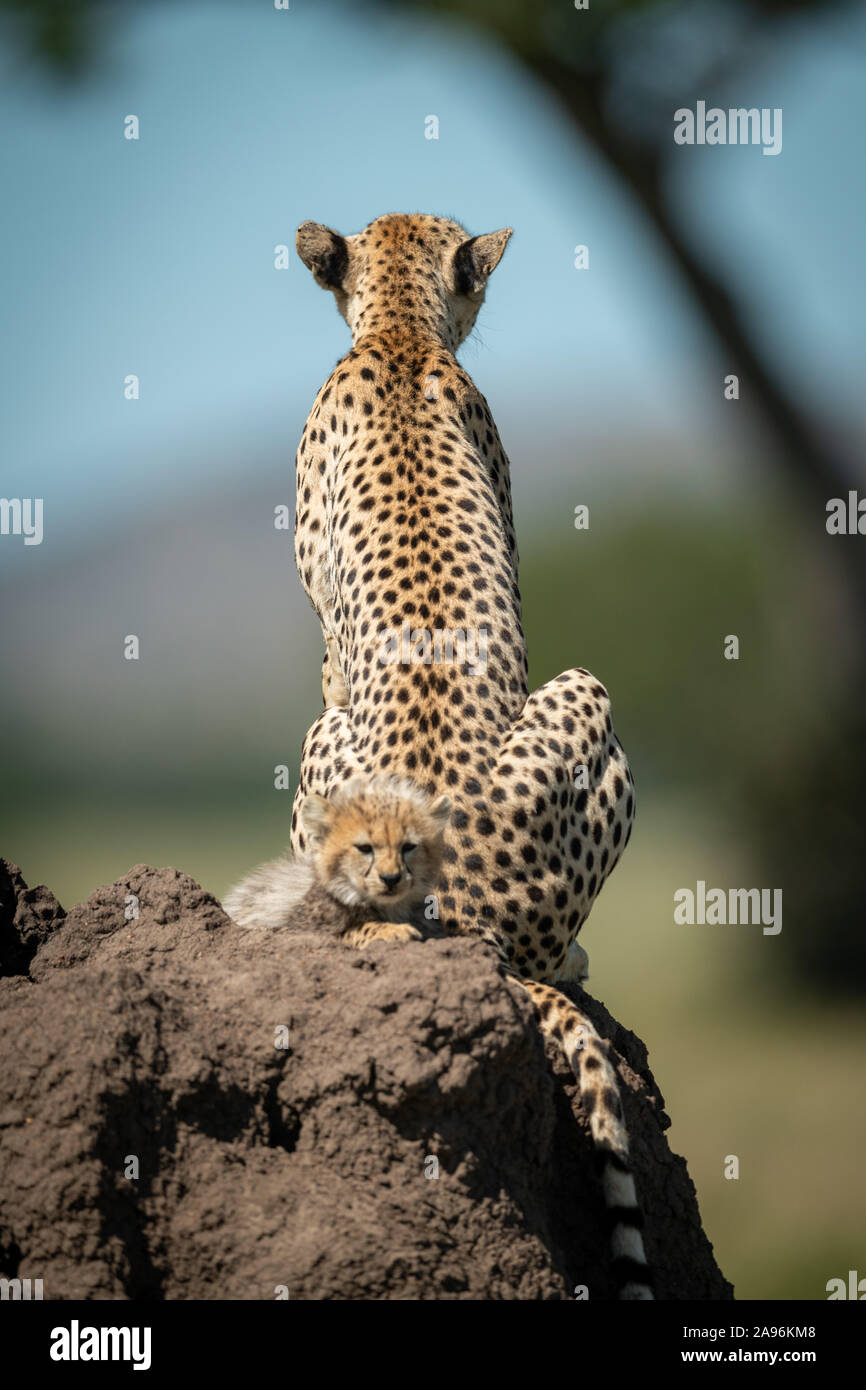 Cub seduto dietro il ghepardo sul tumulo termite Foto Stock