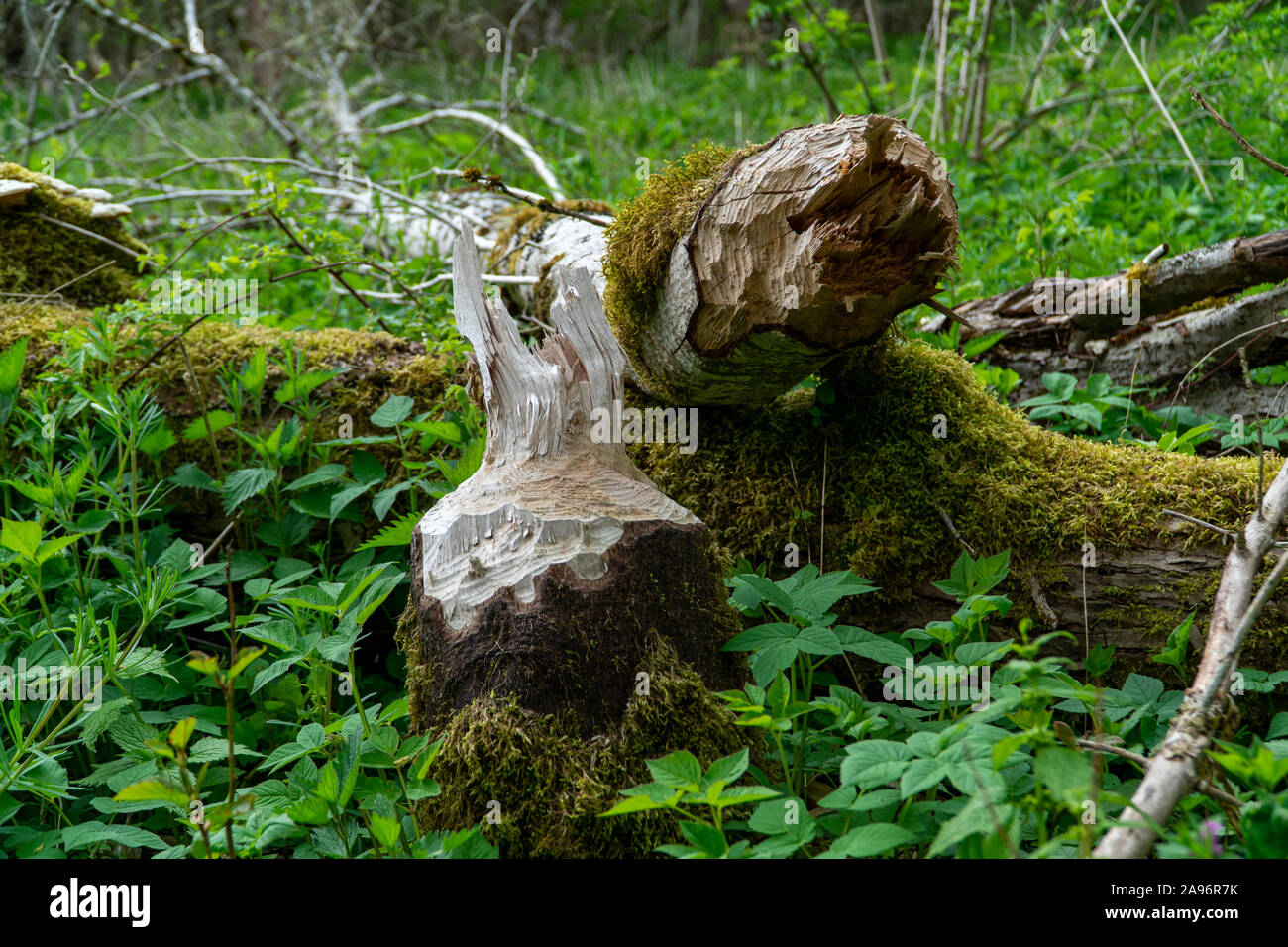 Close-up di grande tronco di albero corteccia masticato rosicchiati dai castori nella foresta in Germania durante il periodo estivo. Foto Stock