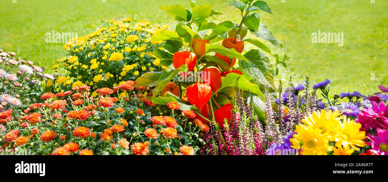 Fiori nel giardino - Autunno Foto Stock