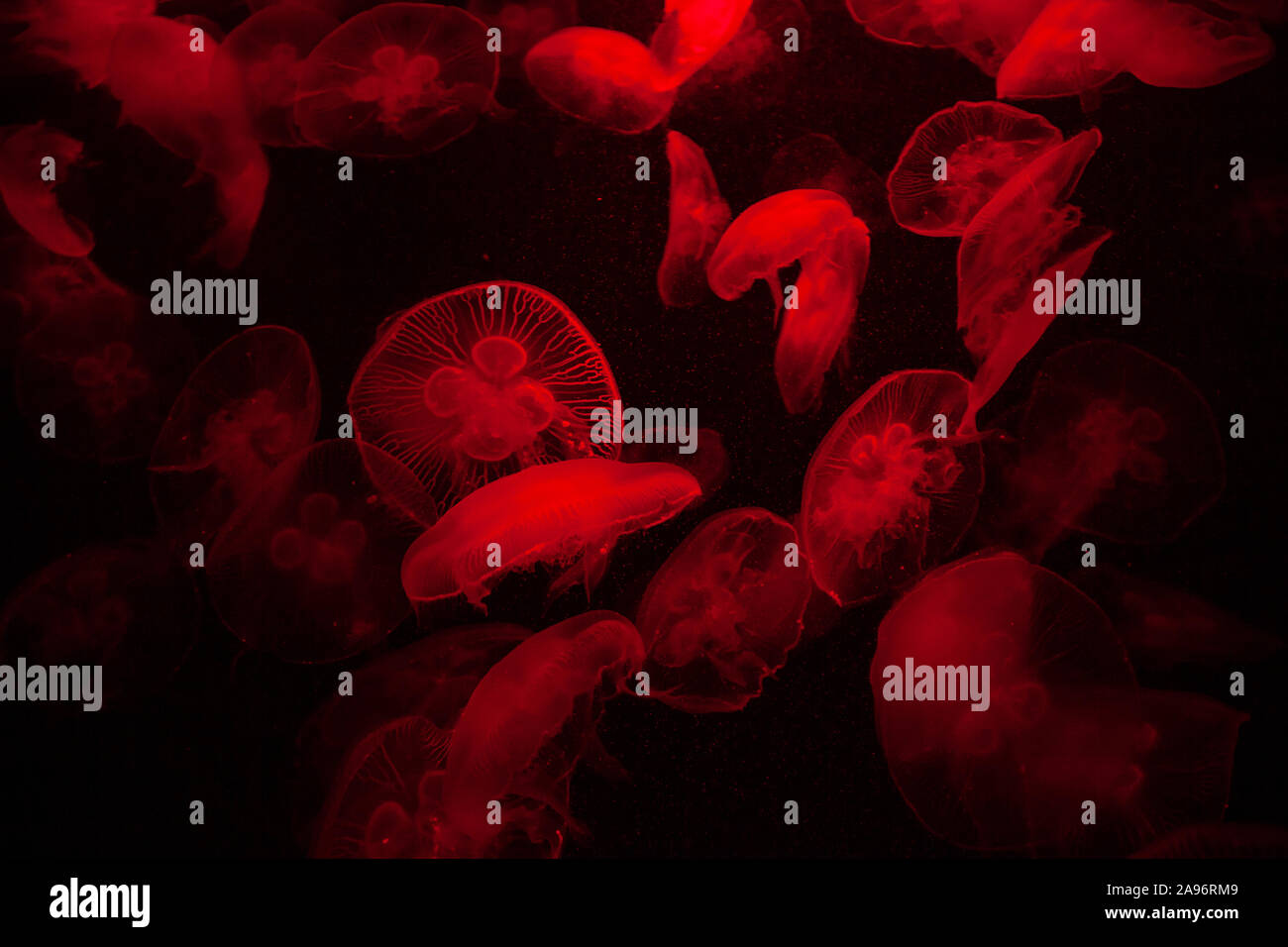 Rosso chiaro luminoso trasparente Jelly Fish Aquarium Foto Stock