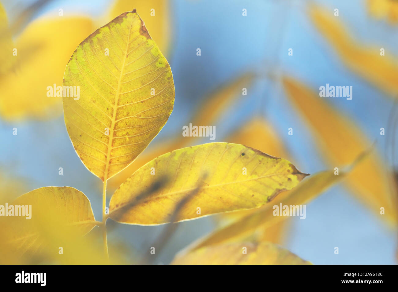 Giallo brillante di foglie di noce contro il cielo blu chiaro Foto Stock