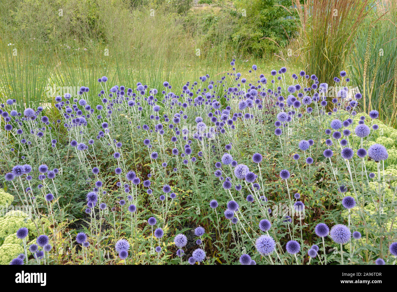 Kugeldistel (Echinops ritro 'Veitch blu dell') Foto Stock