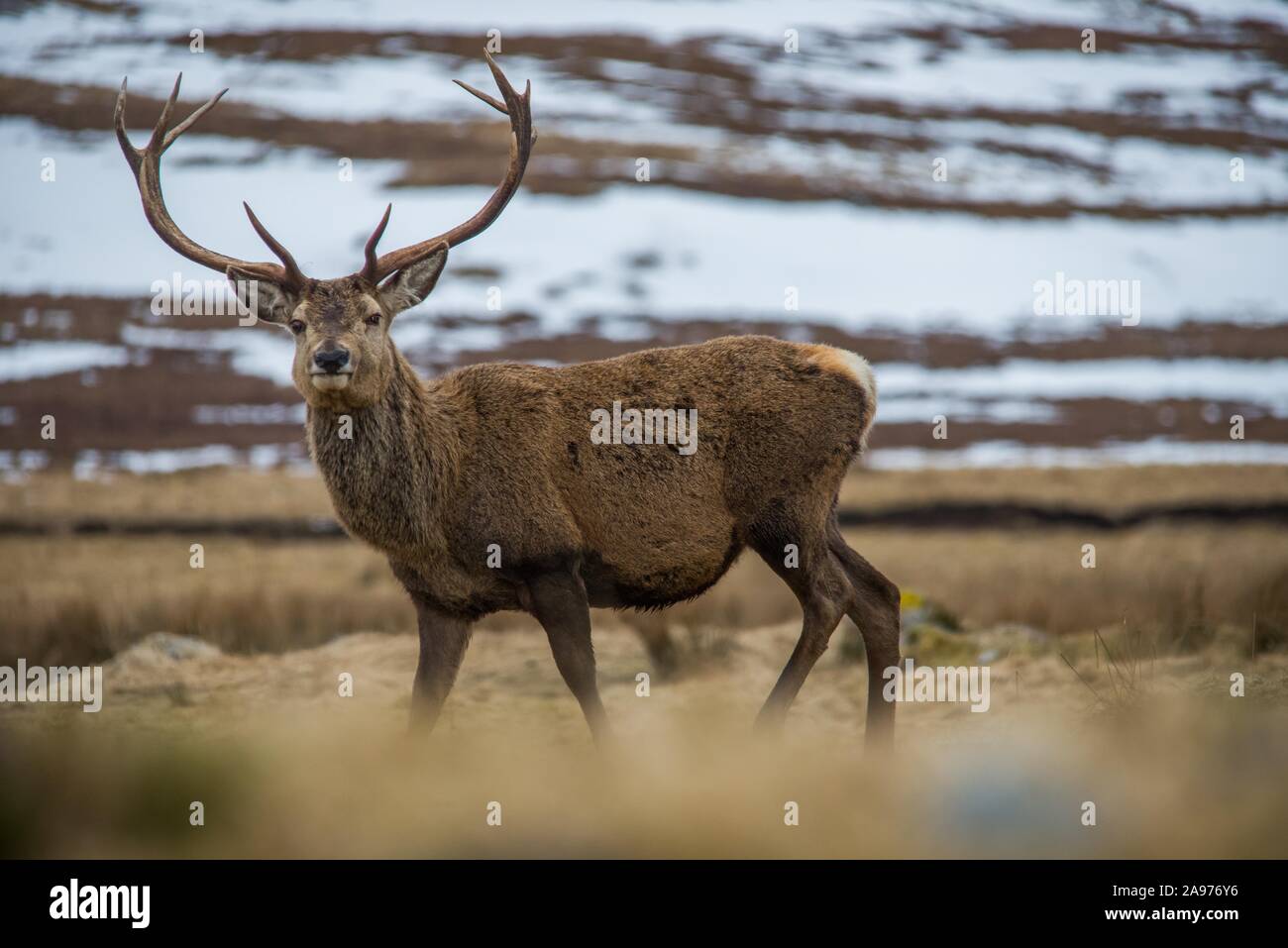 Cervi, Cairngorms National Park, Scotland Regno Unito Foto Stock