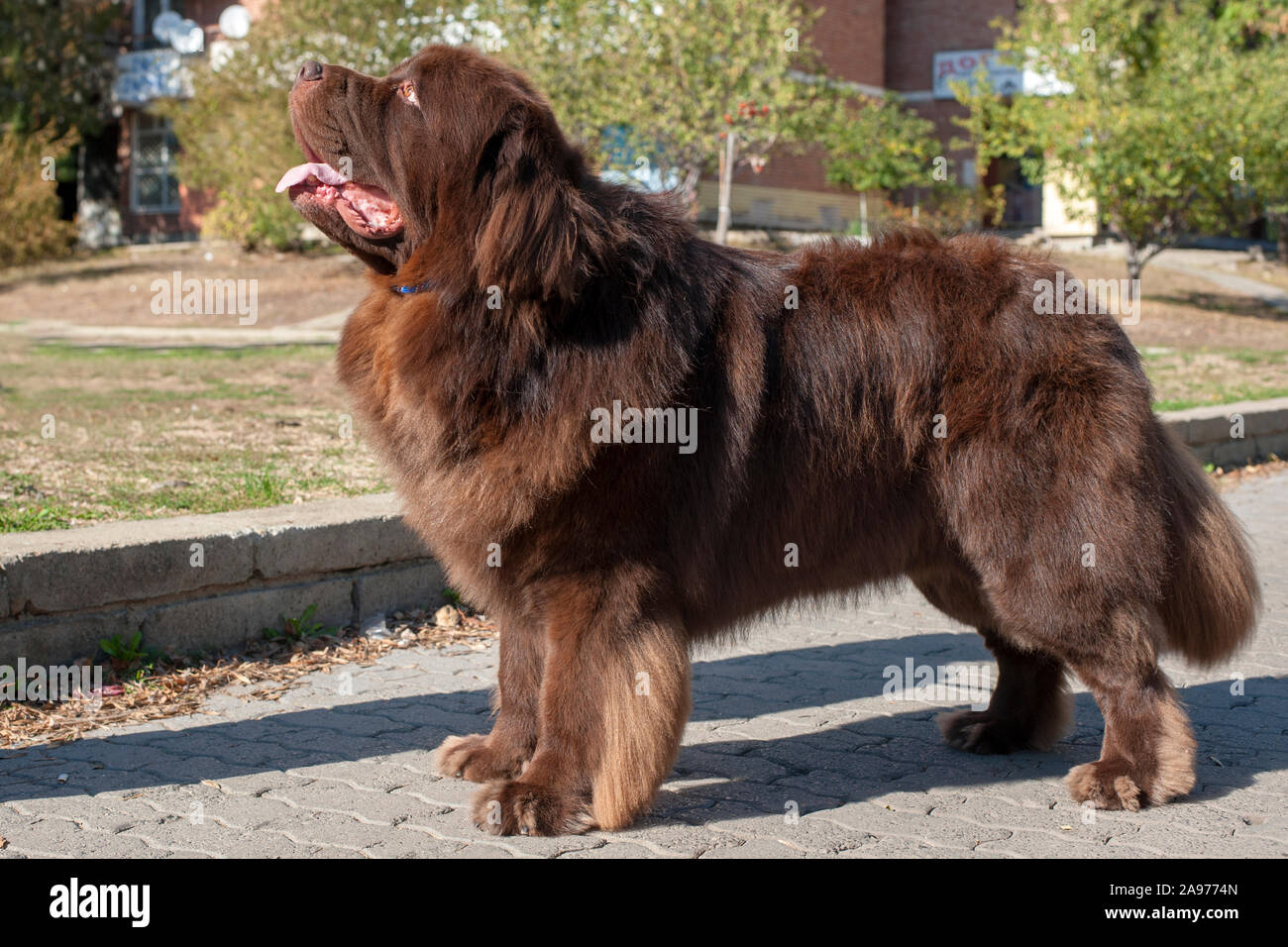 Marrone del cane di Terranova nel parco Foto Stock