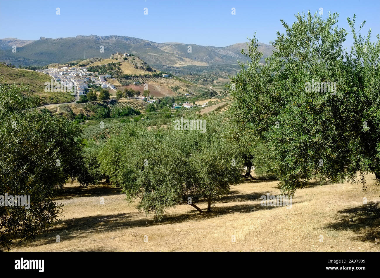 Vista di Carcabuey attraverso il olve oliveti, il centro amministrativo della Sierra Subbetica parco naturale, in provincia di Cordoba, Andalusia. Spagna Foto Stock