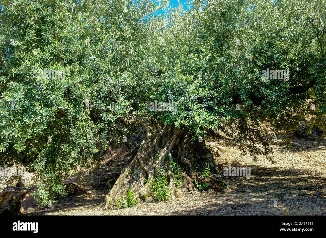 Antica nodose corteccia di un albero di olivo in Sierra Subbetica, in provincia di Cordoba, Andalusia Foto Stock