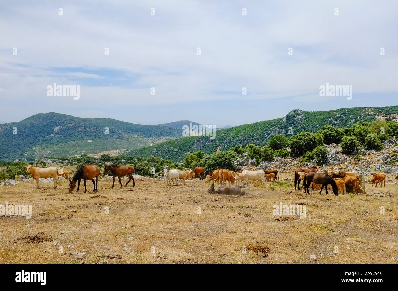 Cavalli che pascolano sull'altopiano di Navazuelo, Sierra Subbetica, Provincia di Cordova, Andalusia, Spagna Foto Stock