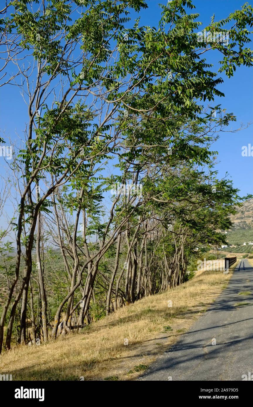 Un tratto della Via Verde, o Greenway, un convertito olio via treno ora utilizzato da escursionisti e ciclisti. Nr Zuheros, Sierra Subbetica, Andalusia, Spagna Foto Stock