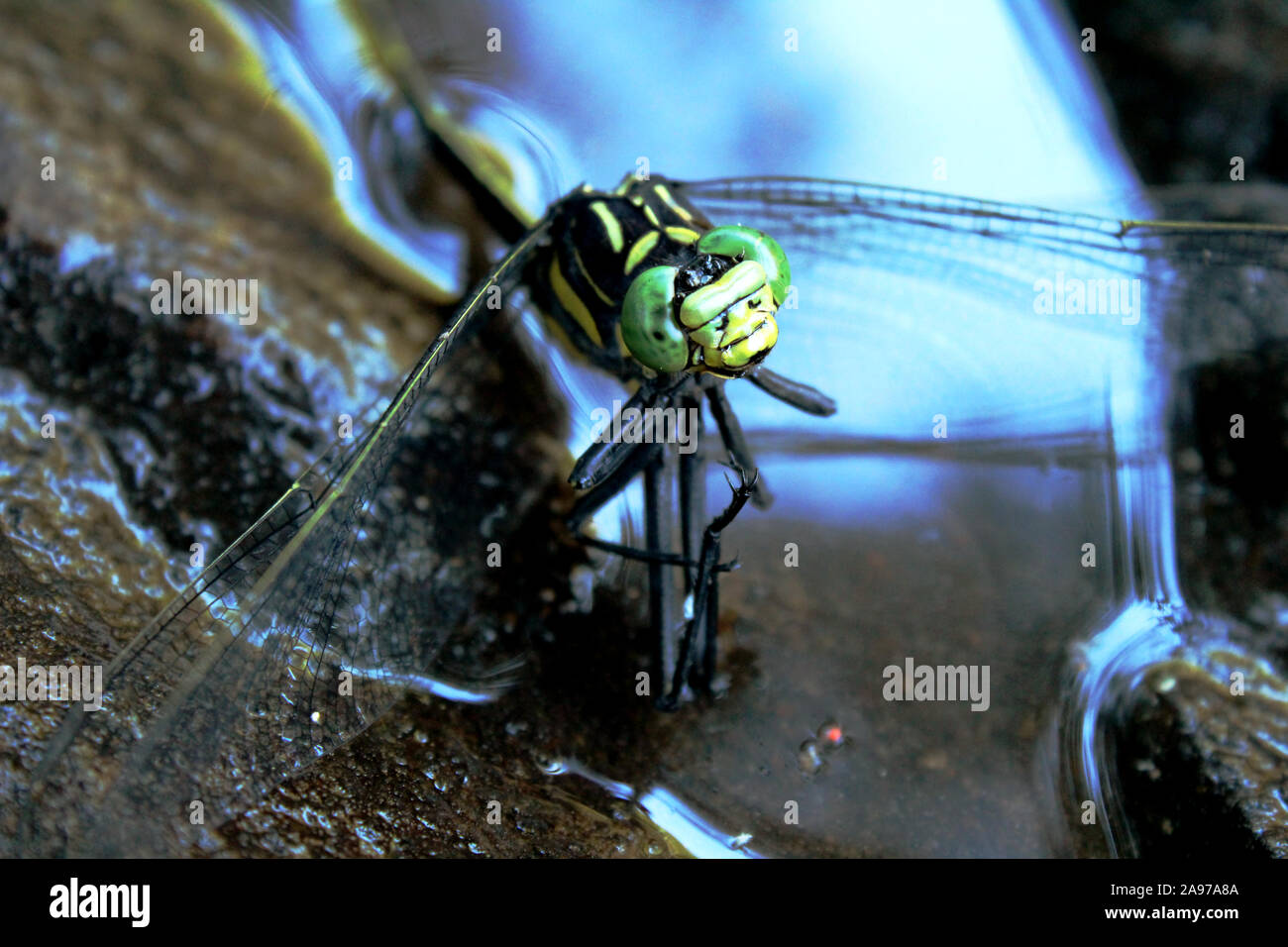 Dragon Fly close up Foto Stock