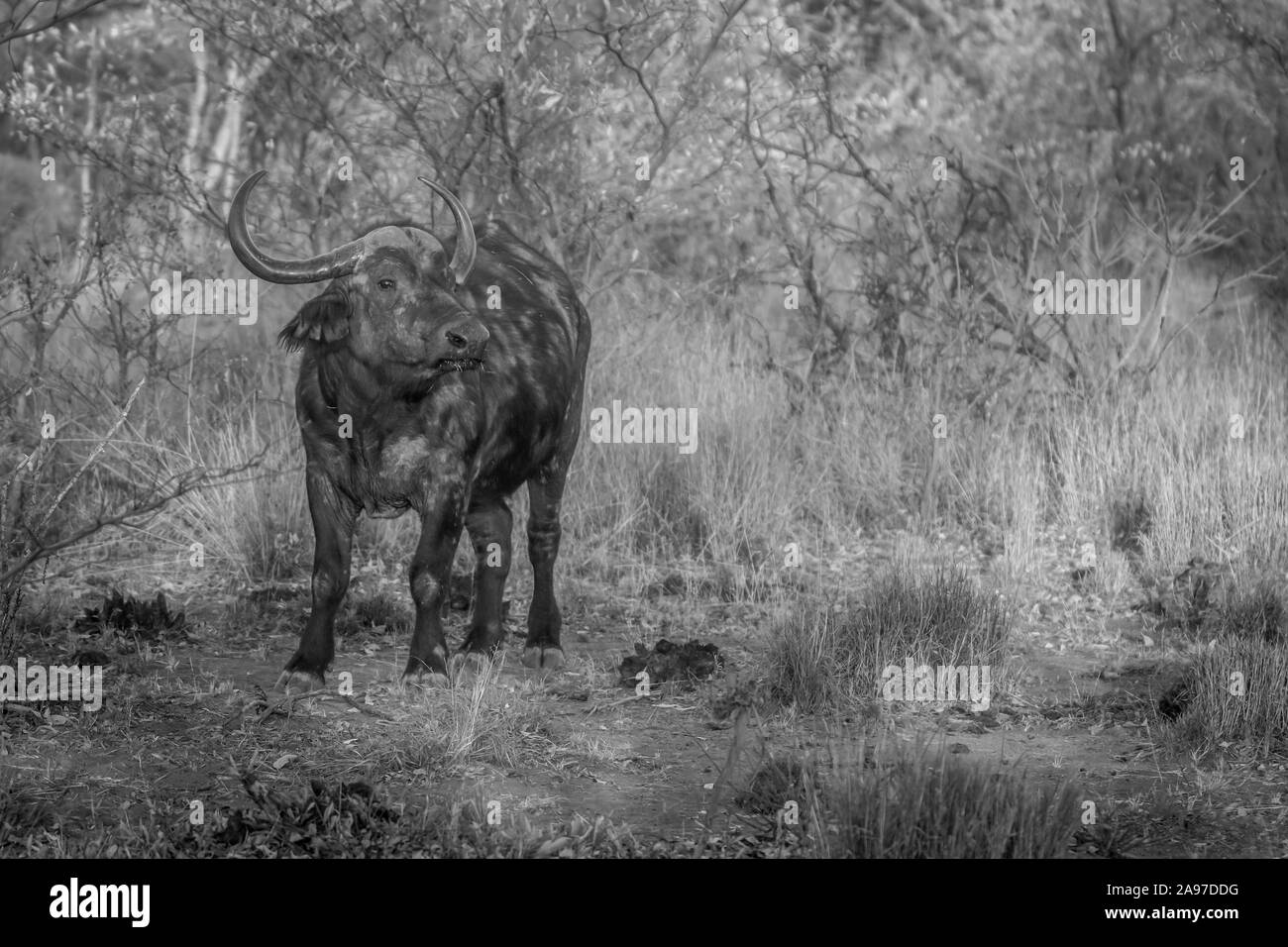 Big African buffalo bull in piedi in erba in bianco e nero in Welgevonden Game Reserve, Sud Africa. Foto Stock
