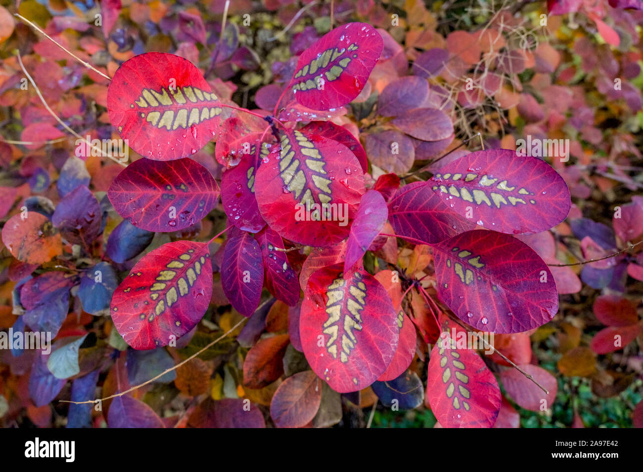 Autunno a colori, giardino arbusto, British Columbia, Canada Foto Stock