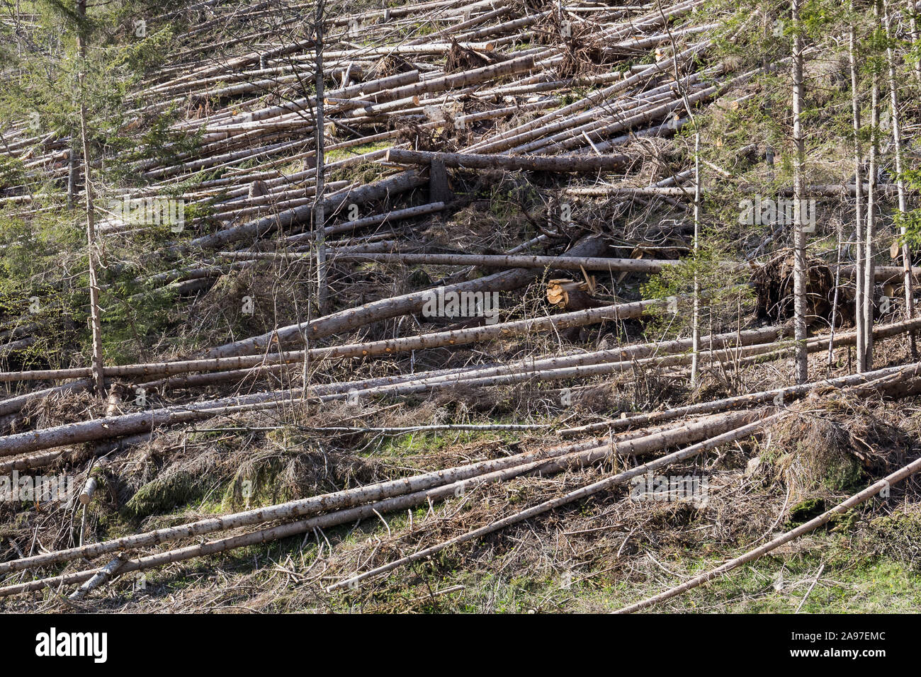 Tronchi di albero caduti nella foresta dopo la tempesta di vento Foto Stock