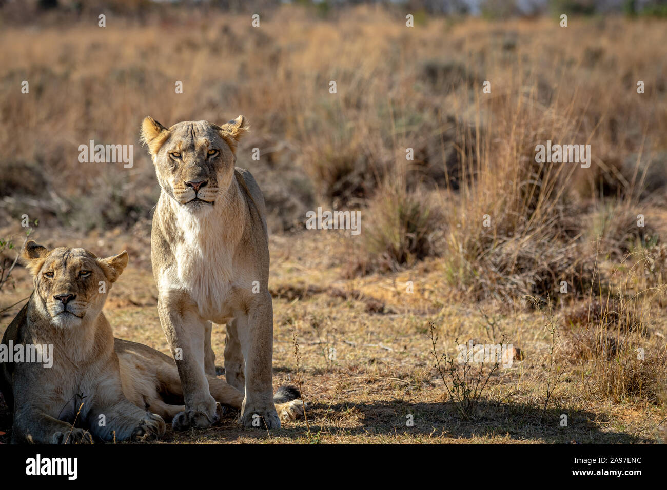Leonessa starring presso la telecamera in Welgevonden Game Reserve, Sud Africa. Foto Stock
