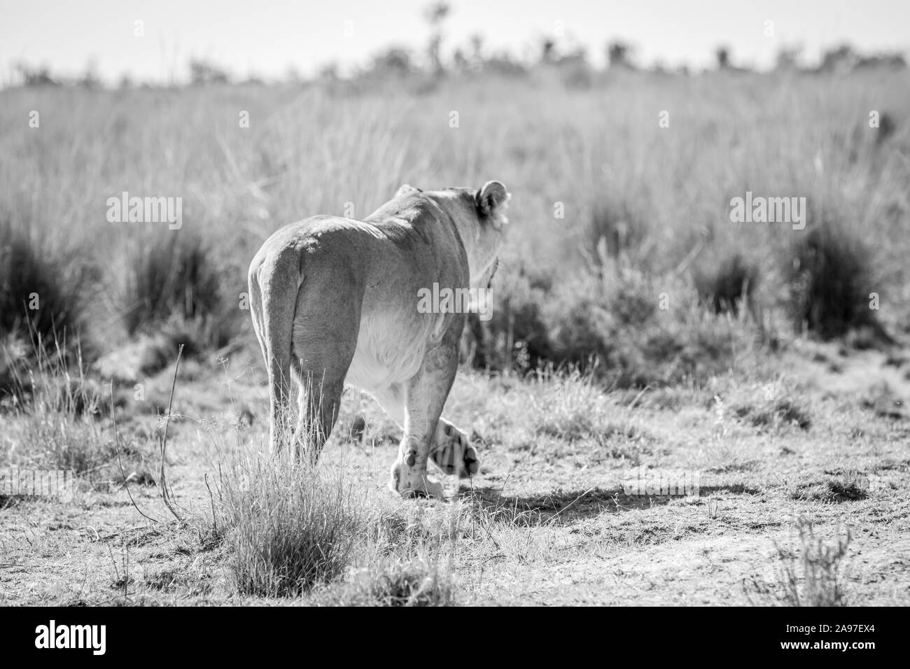 Leonessa a piedi nell'erba alta in bianco e nero in Welgevonden Game Reserve, Sud Africa. Foto Stock