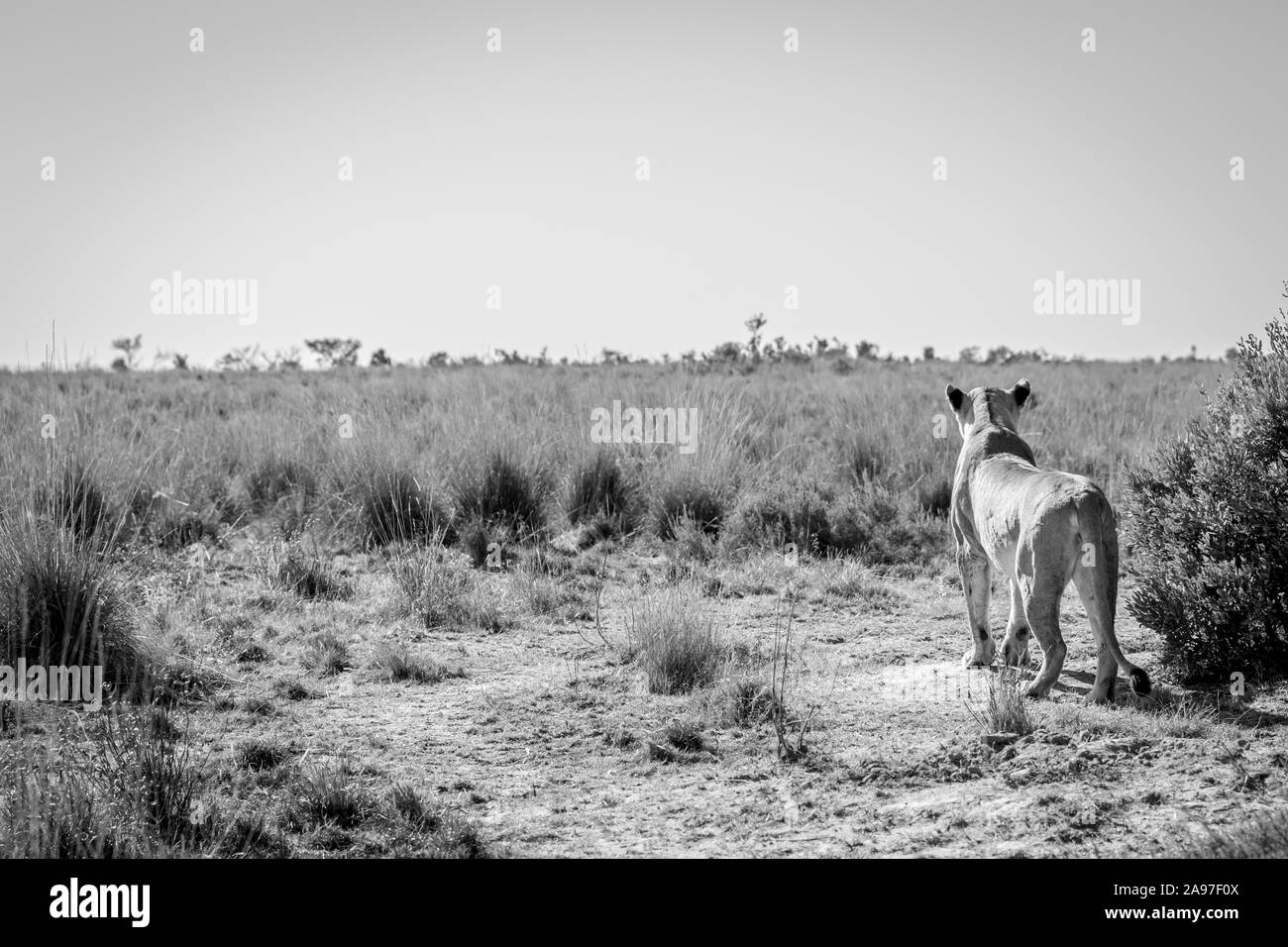 Leonessa la scansione della pianura per la preda in bianco e nero in Welgevonden Game Reserve, Sud Africa. Foto Stock