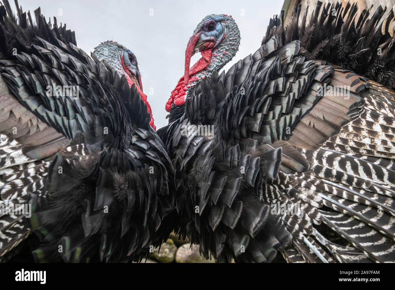 Coppia di domestici maschi turchia nel cortile Foto Stock