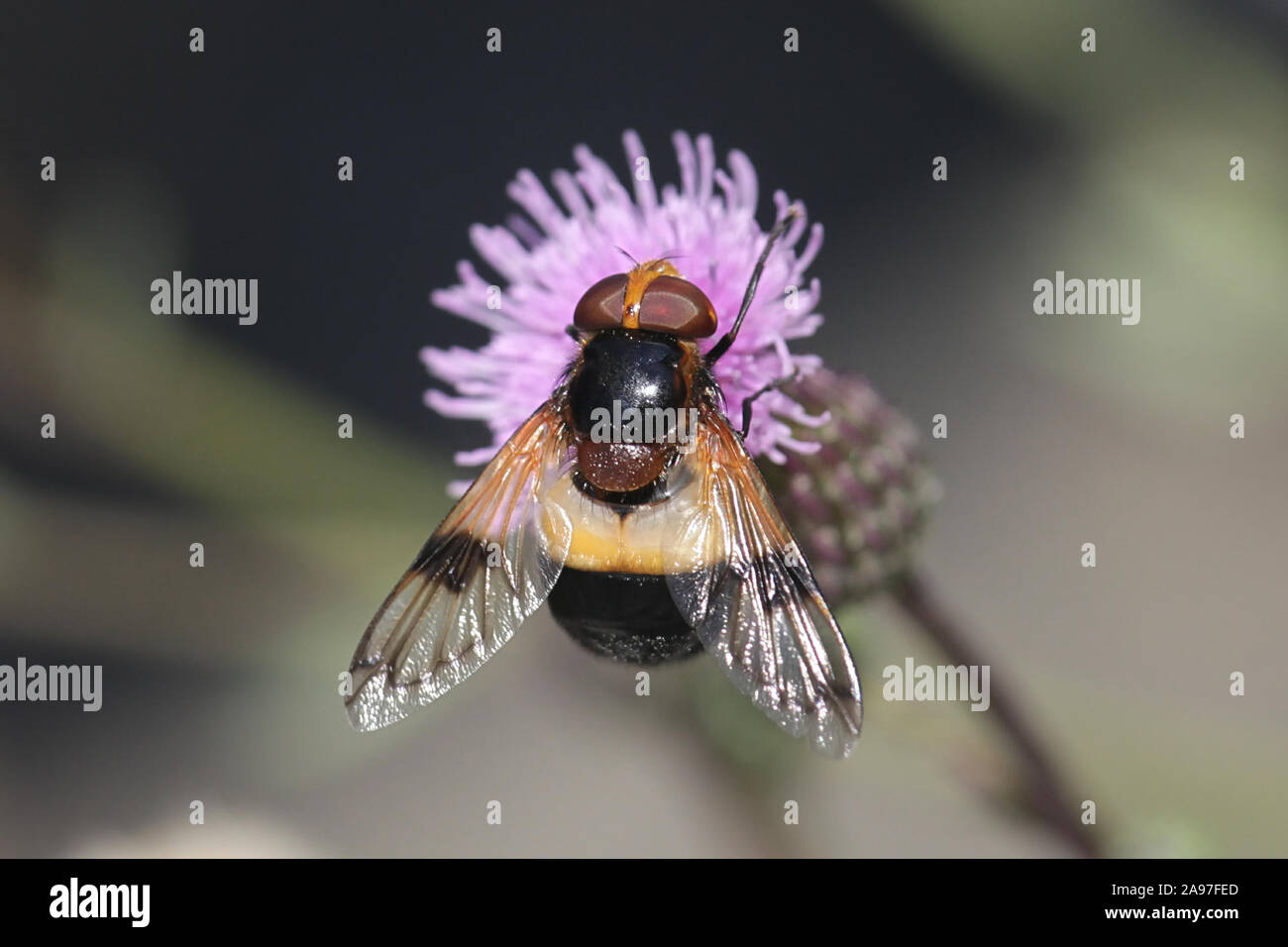 Volucella pellucens, noto come il Fly pellucida o grandi Pied-hoverfly Foto Stock