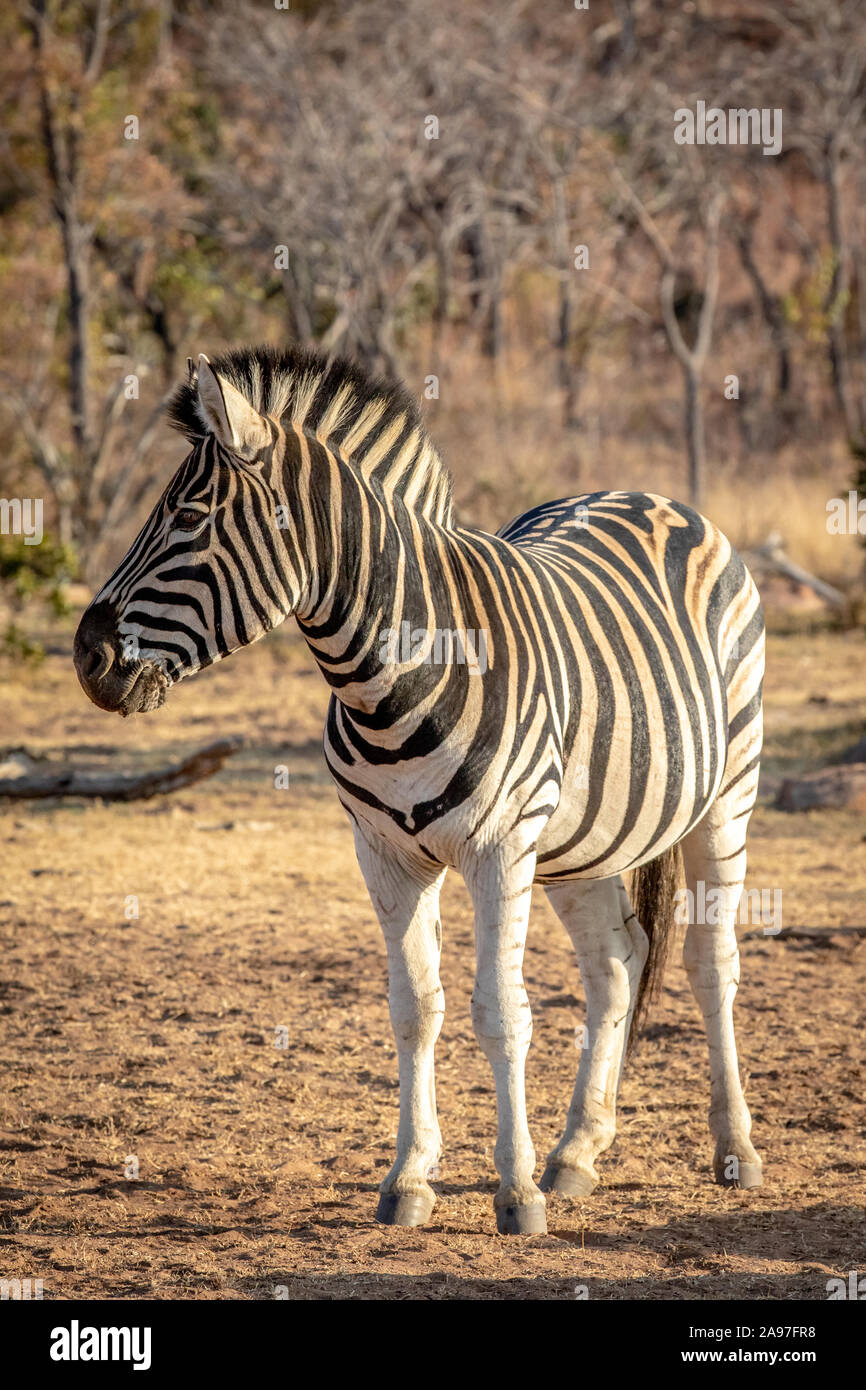 Zebra in piedi in erba nel Welgevonden Game Reserve. Sud Africa. Foto Stock