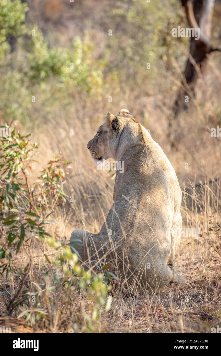 Leonessa seduta in erba e guardando in Welgevonden Game Reserve, Sud Africa. Foto Stock