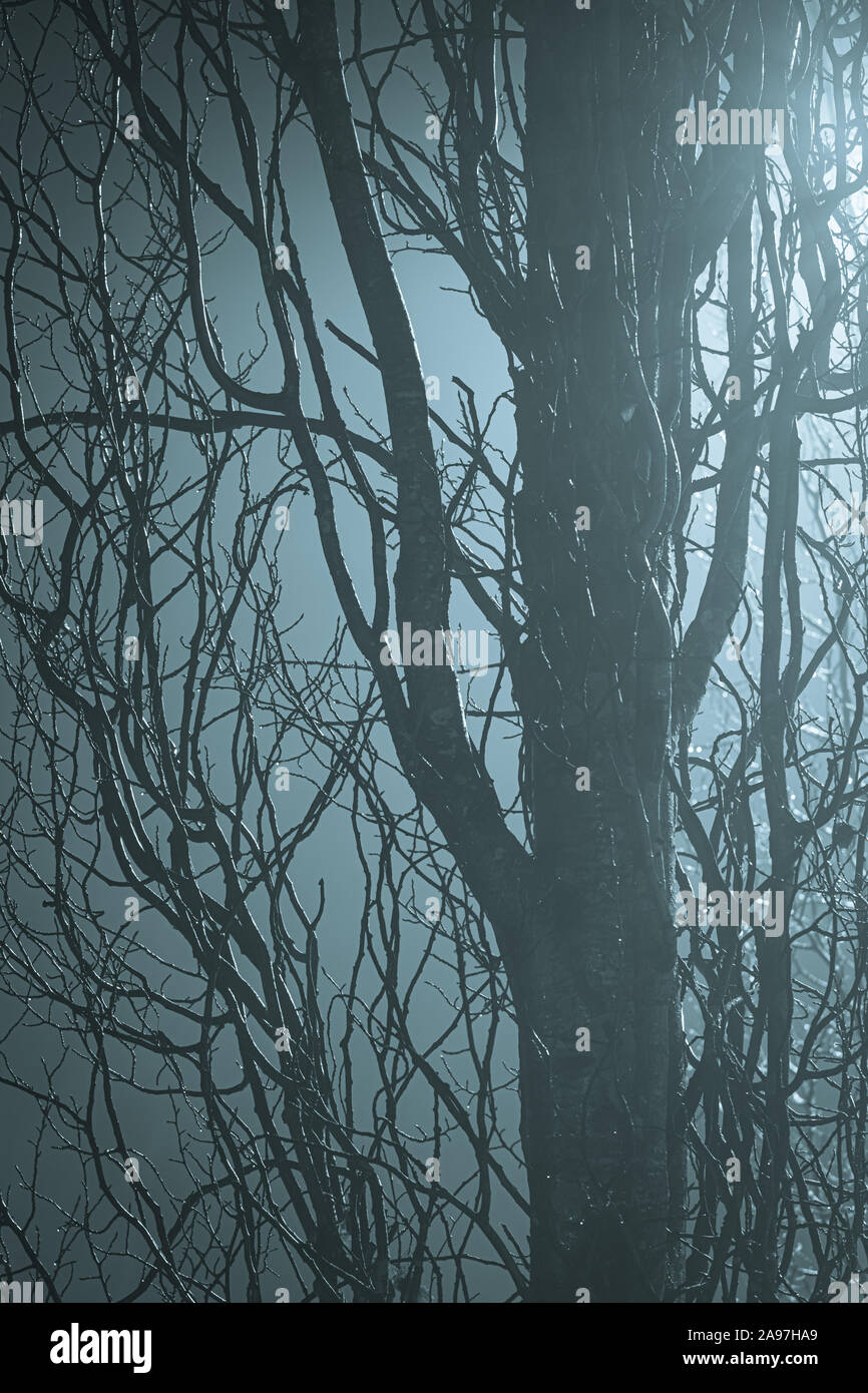 Abstract rami di alberi a nebbia notte illuminata da lampione Foto Stock