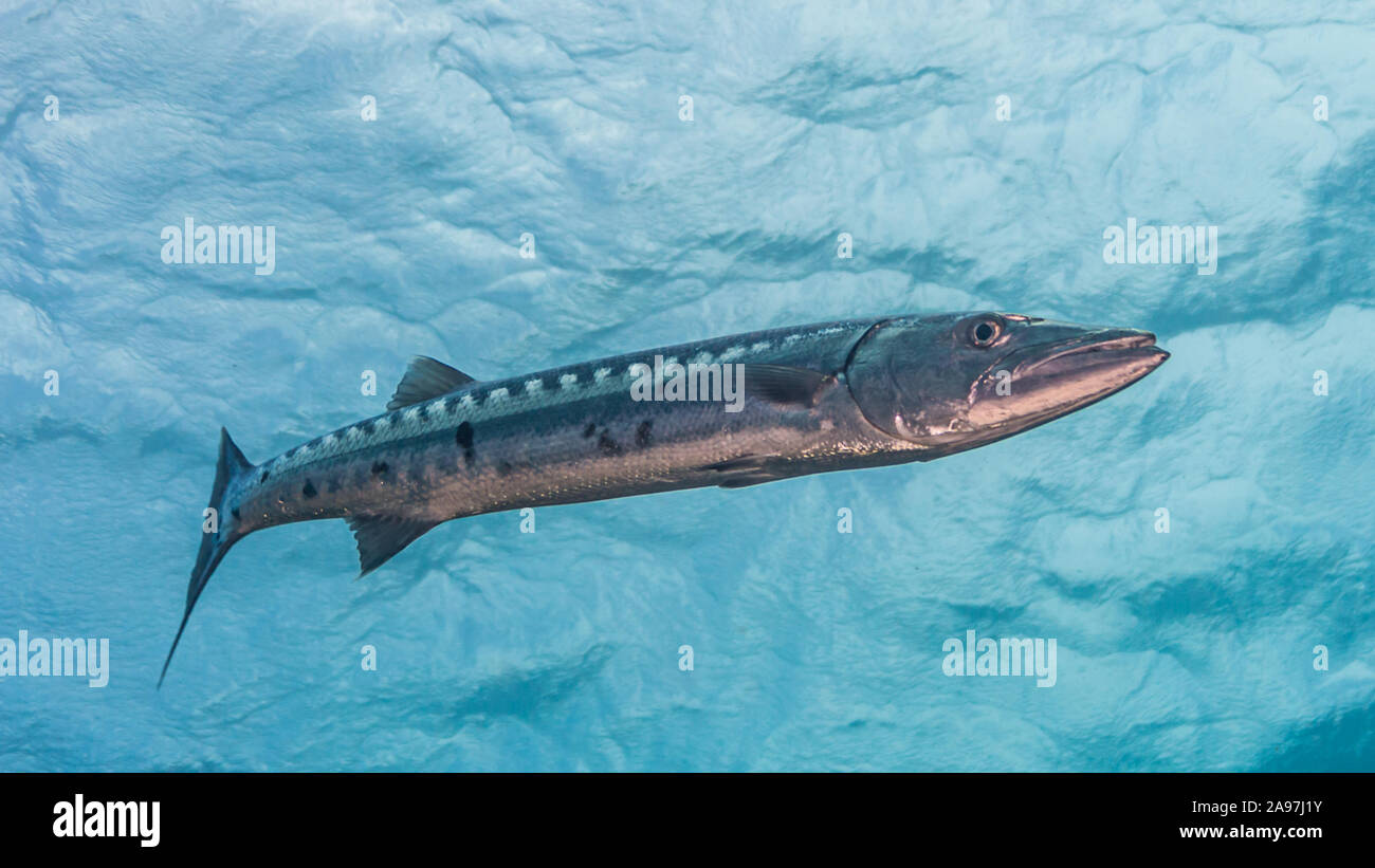 Barracuda in acqua blu Foto Stock