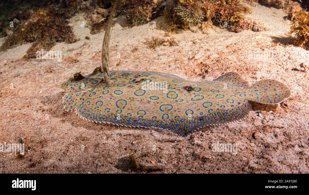 Peacock passera di mare nella barriera corallina Foto Stock