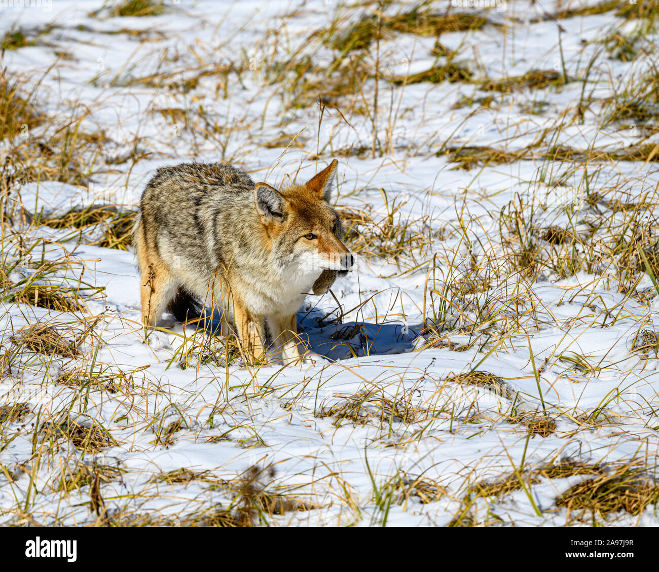 Coyote Cena 2 Foto Stock
