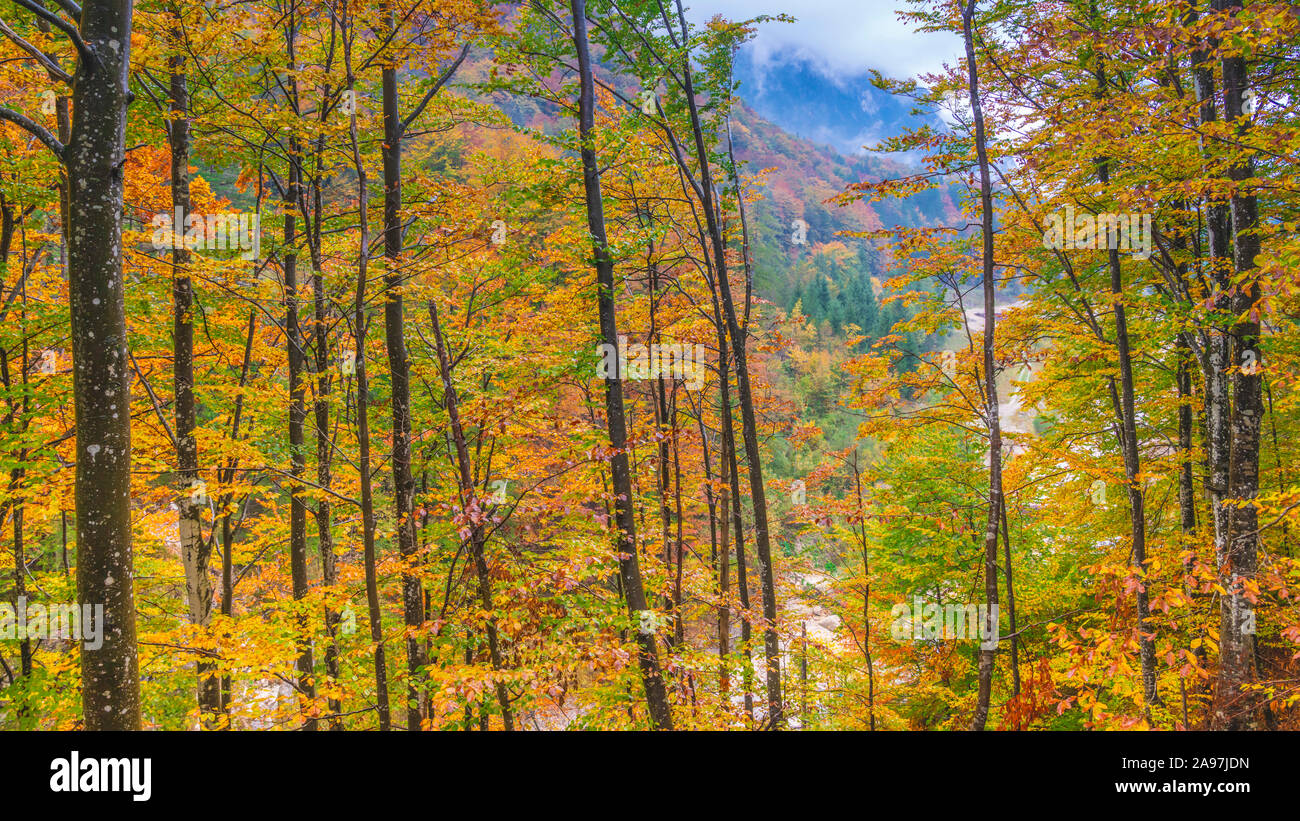 Caduta delle Foglie colore in alberi nel Parco Nazionale del Triglav, Slovenia, l'Europa. Foto Stock