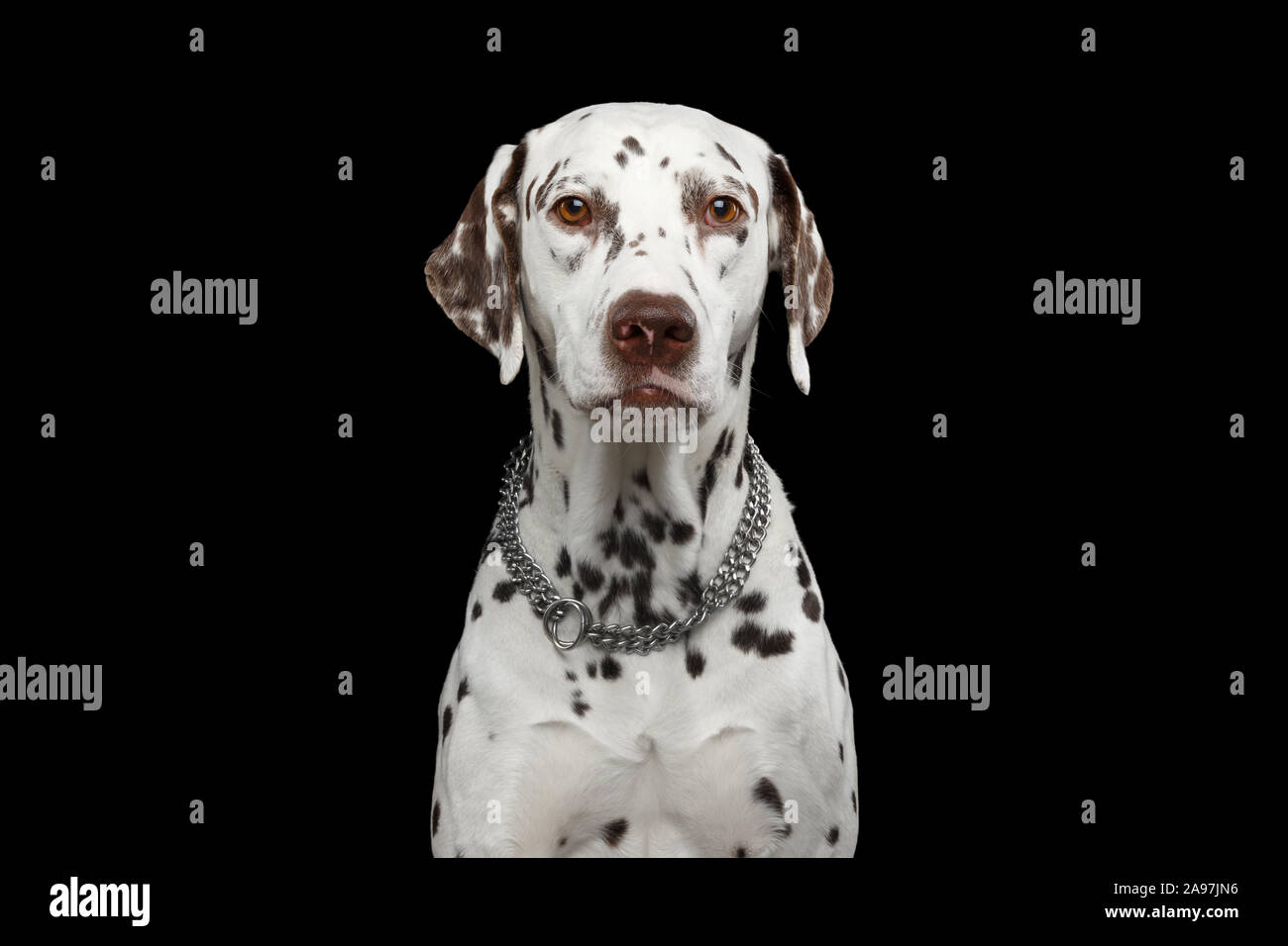 Ritratto di divertenti cane dalmata curioso guardare con gli occhi di umanità isolato su sfondo nero Foto Stock