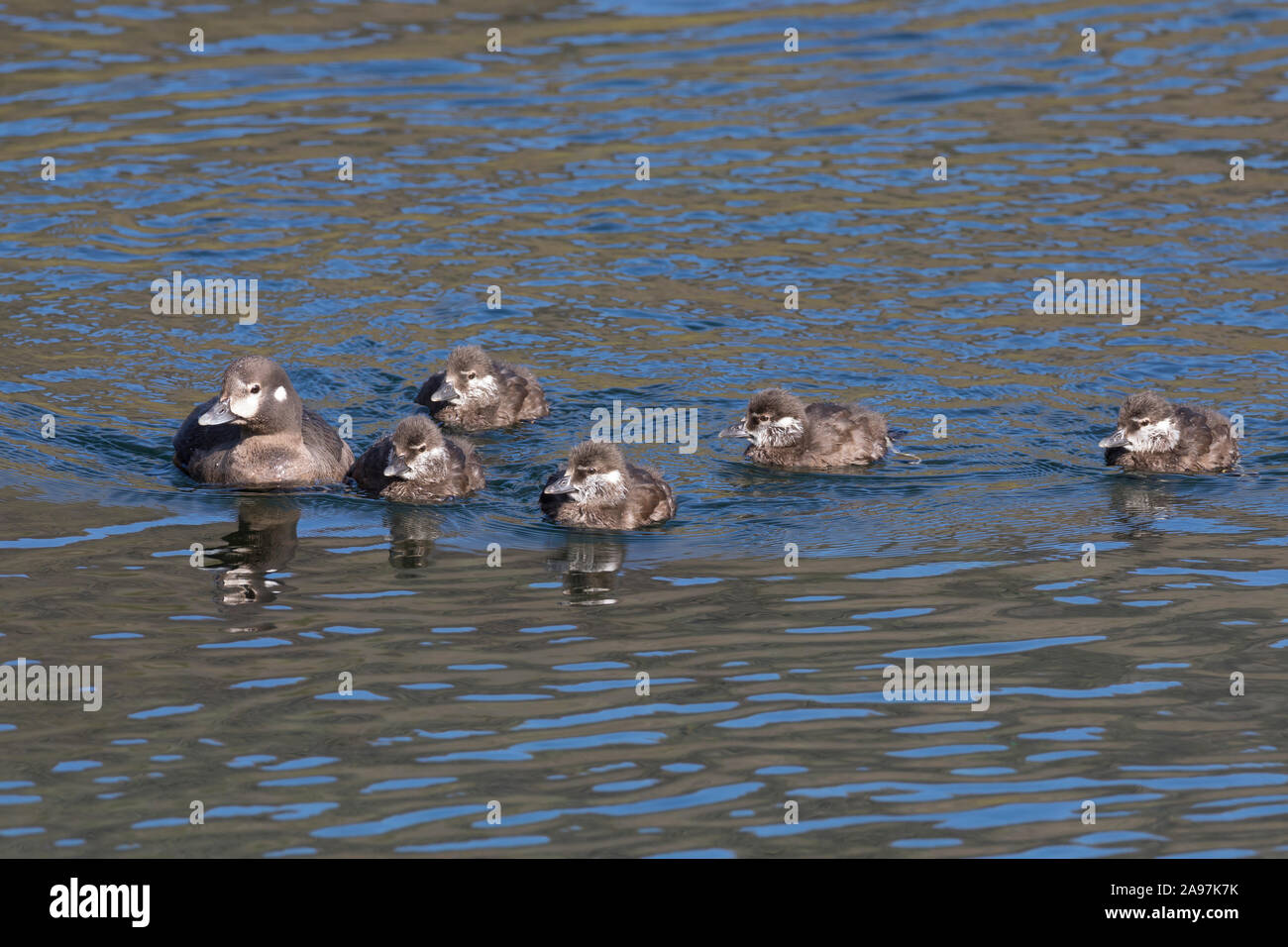 Kragenente, Kragen-Ente, Weibchen"führt ihre Küken, Histrionicus histrionicus, arlecchino anatra, signori e signore, dipinto di anatra Foto Stock