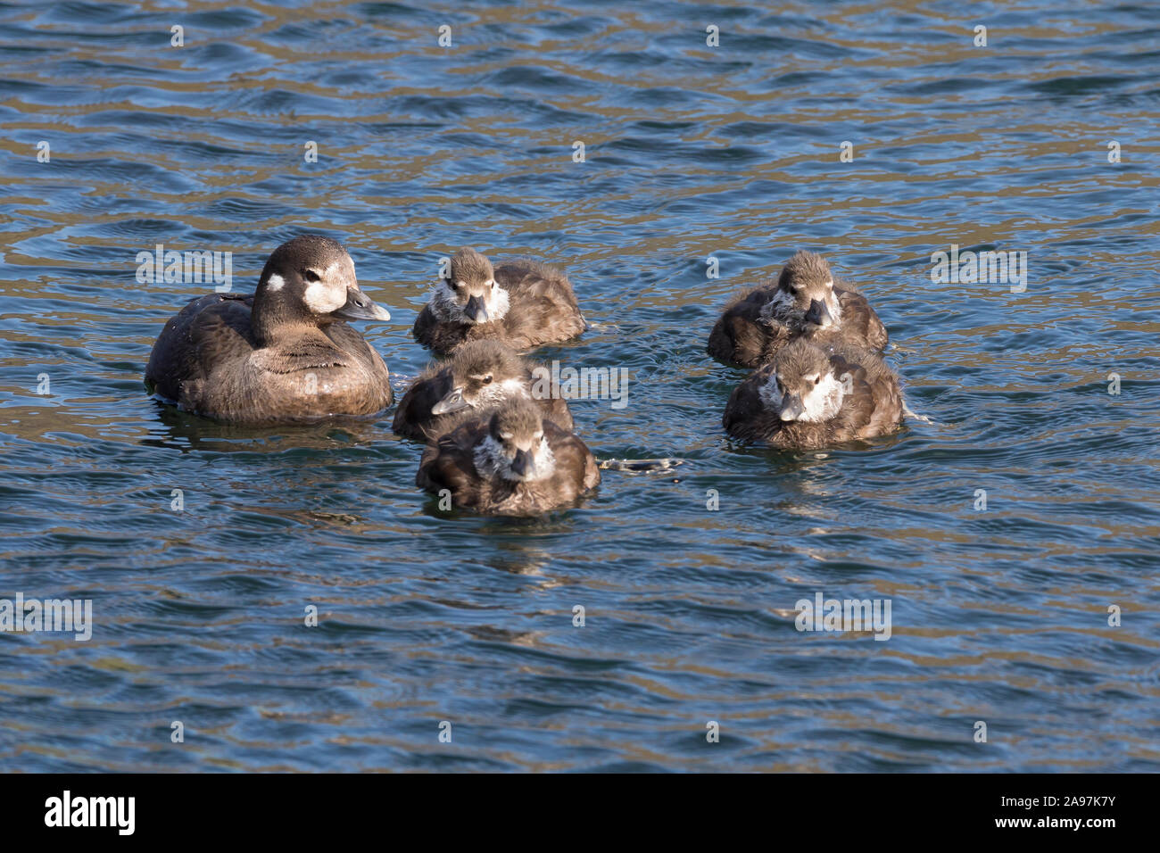 Kragenente, Kragen-Ente, Weibchen"führt ihre Küken, Histrionicus histrionicus, arlecchino anatra, signori e signore, dipinto di anatra Foto Stock