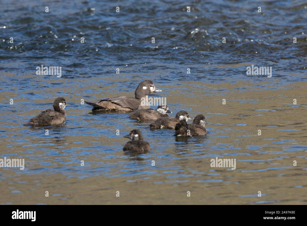 Kragenente, Kragen-Ente, Weibchen"führt ihre Küken, Histrionicus histrionicus, arlecchino anatra, signori e signore, dipinto di anatra Foto Stock