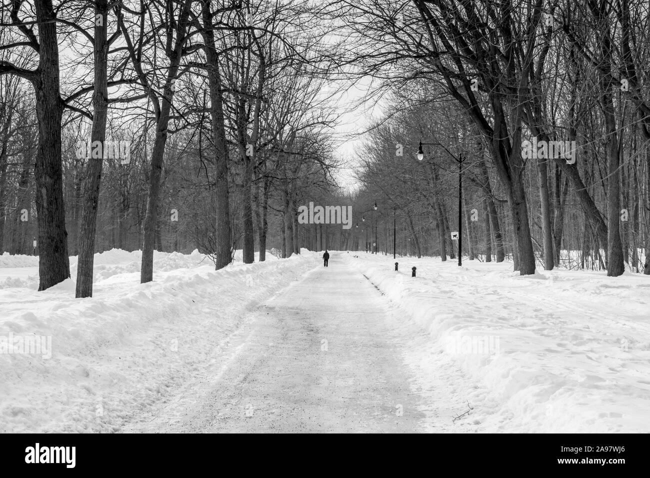 La singola persona passeggiate nella neve. (Angrignon Park di Montreal) Foto Stock