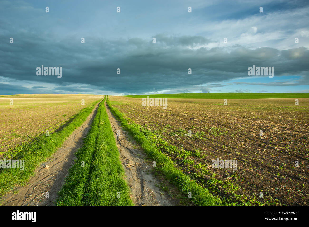 Strada sterrata ricoperta con erba verde e i campi seminati, grigio nuvole nel cielo. Staw, Polonia Foto Stock