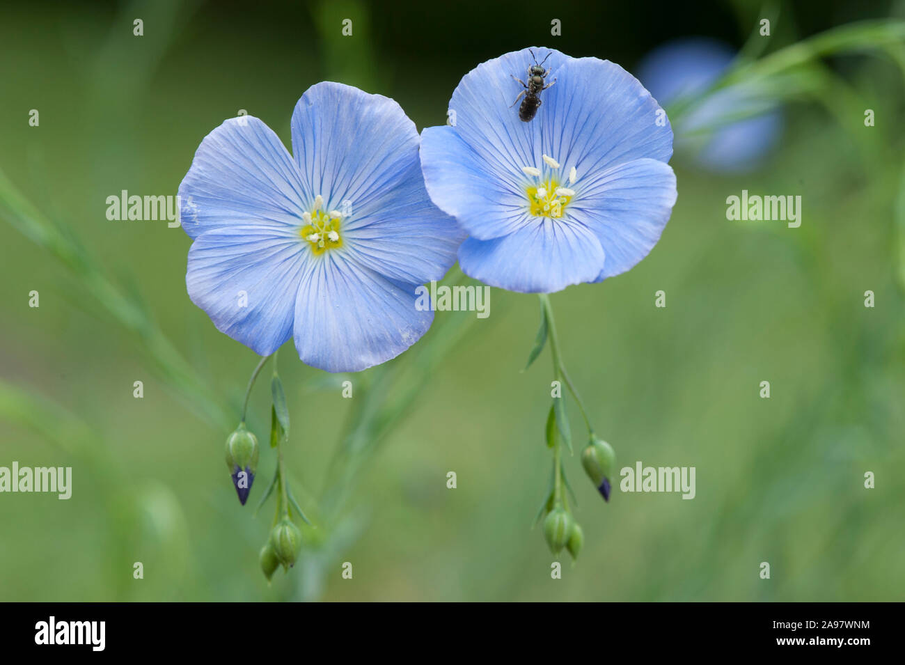 Linum perenne,Ausdauernder Lein,perenne Lino Foto Stock