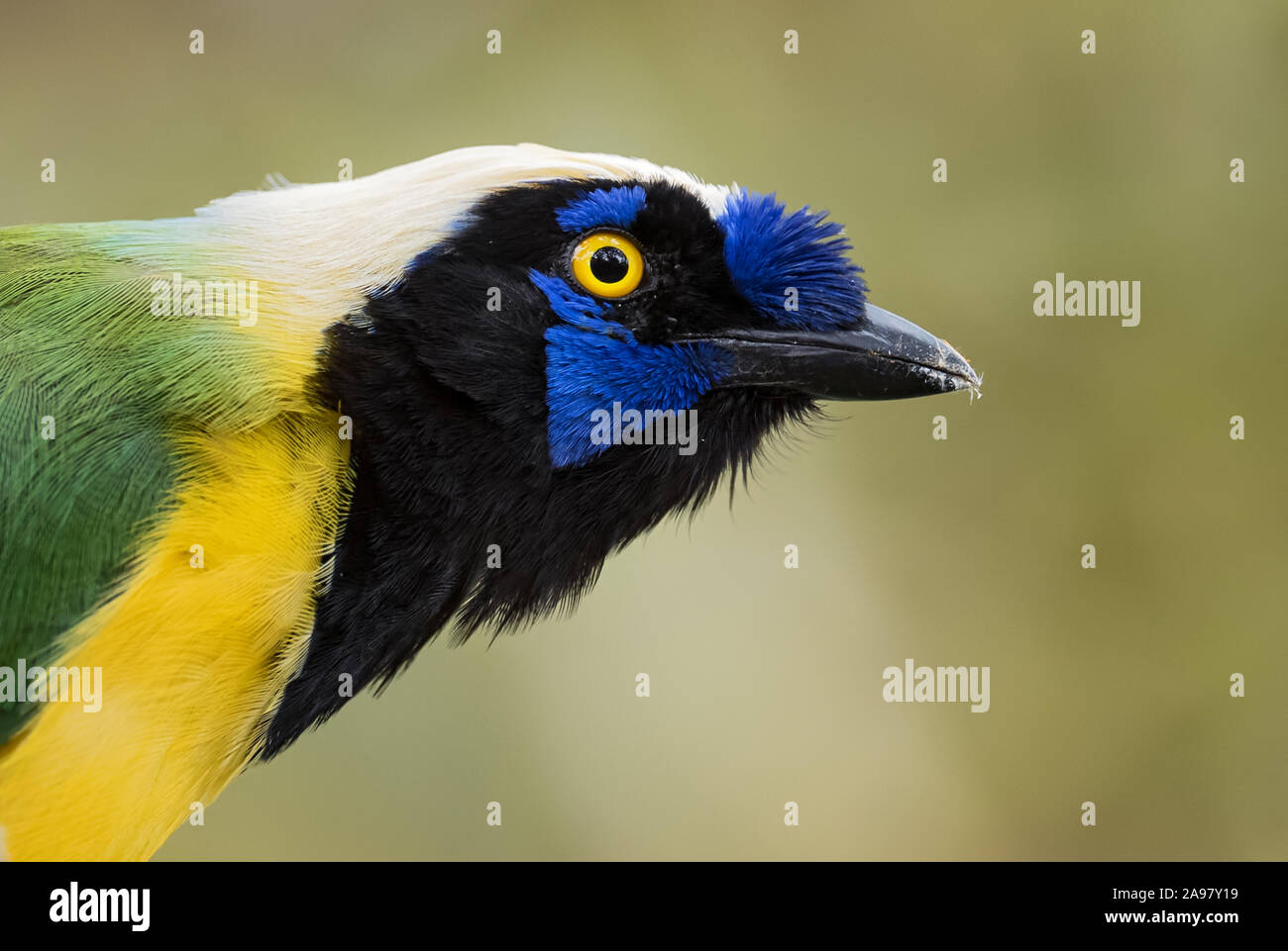 Inca Jay - Cyanocorax yncas, bella colorata da jay Andeans piste, Guango Lodge, Ecuador. Foto Stock