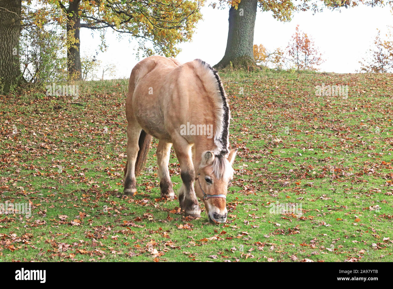 Fiordo norvegese cavallo al pascolo su un pascolo sotto gli alberi Foto Stock