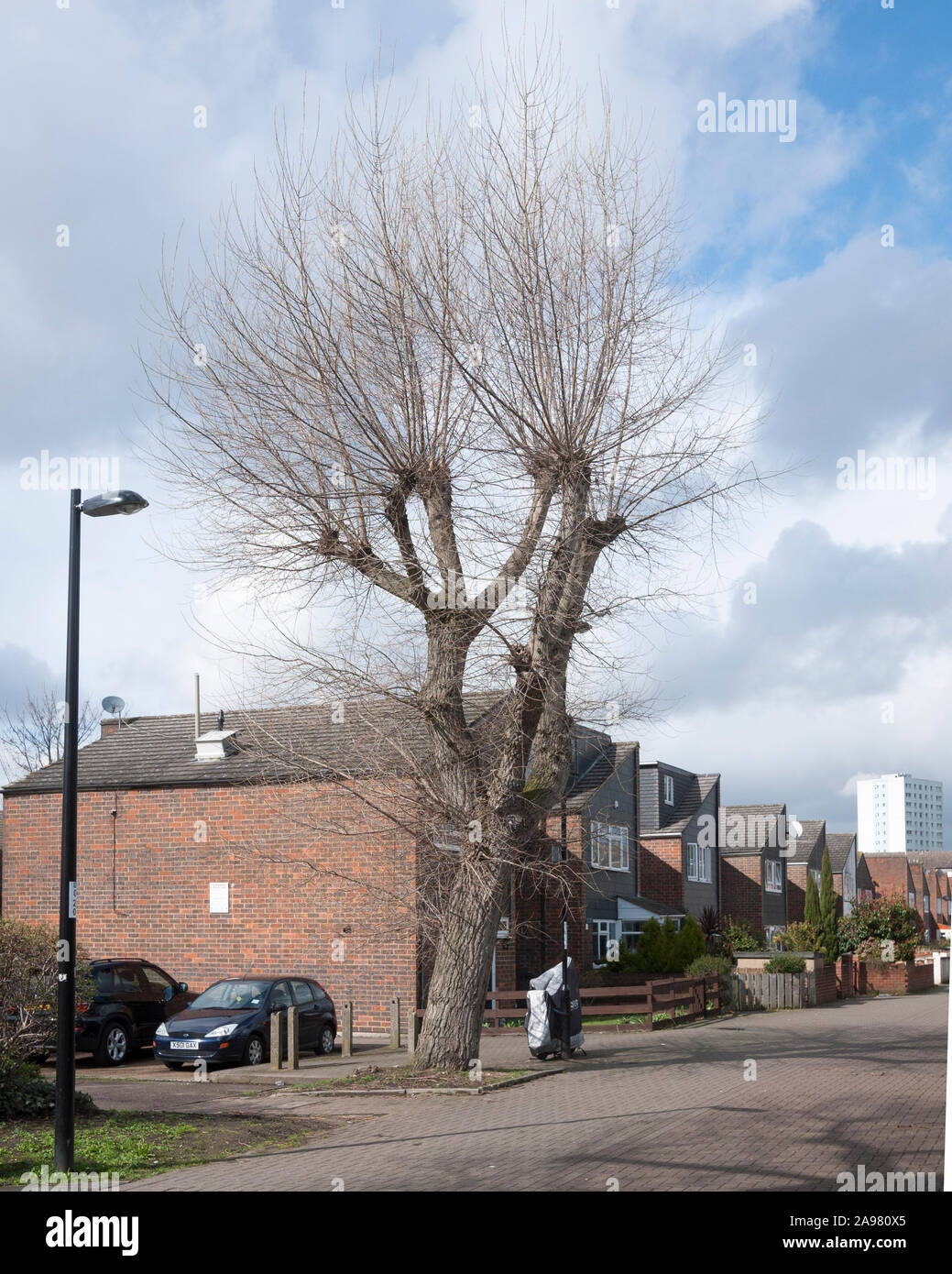 Urbano di pioppo ibrido (Populus spp.) albero in inverno, New Cross, London SE14 Foto Stock