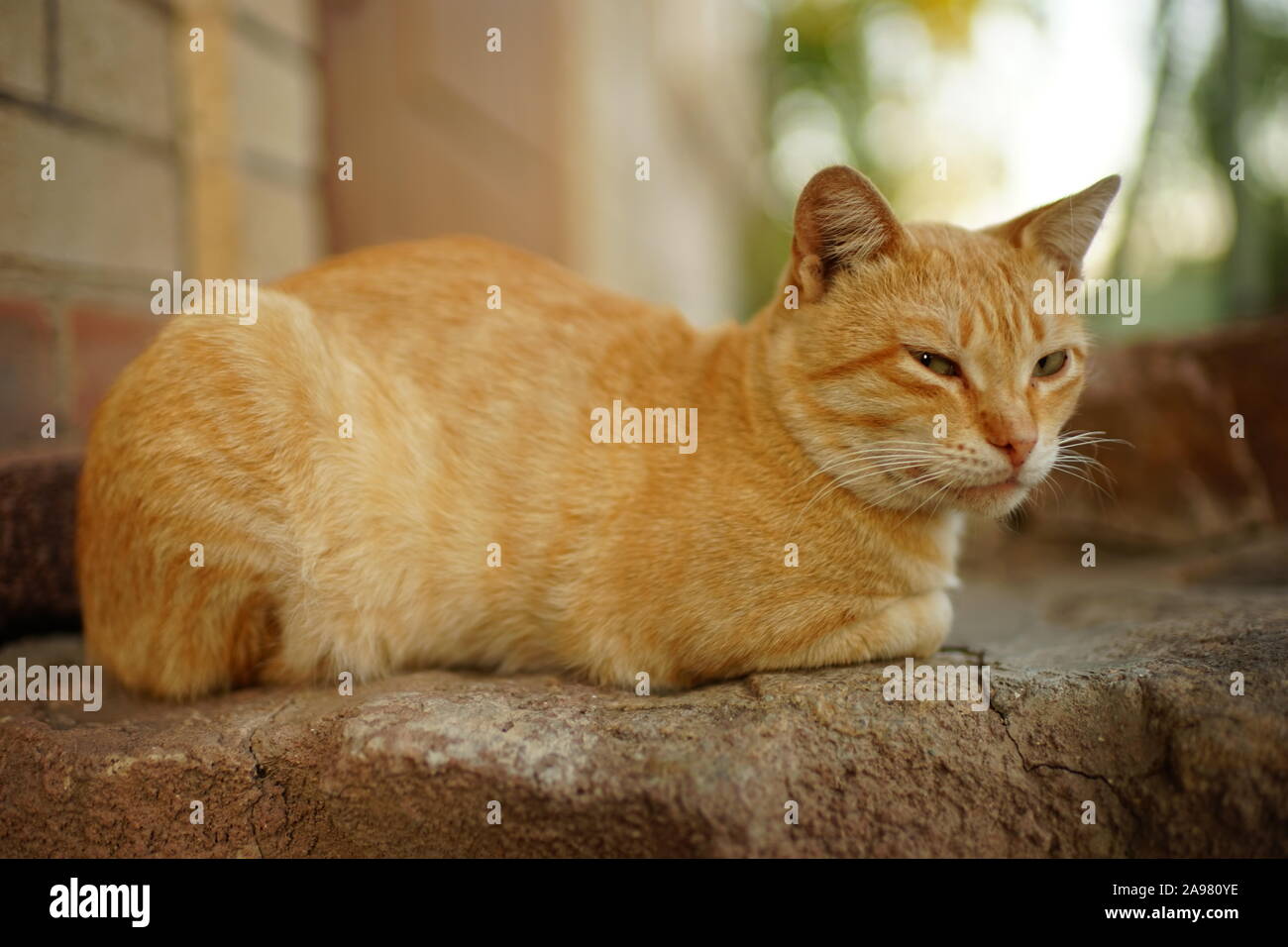 Simpatico gatto rosso si trova sulla soglia di casa, il pet si rilassa in aria fresca. Foto Stock