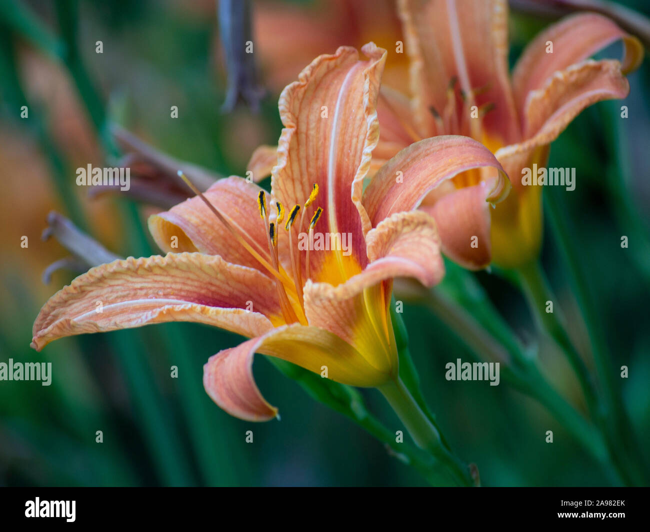 Giorno arancione-lily in Bloom, Hemerocallis fulva Foto Stock