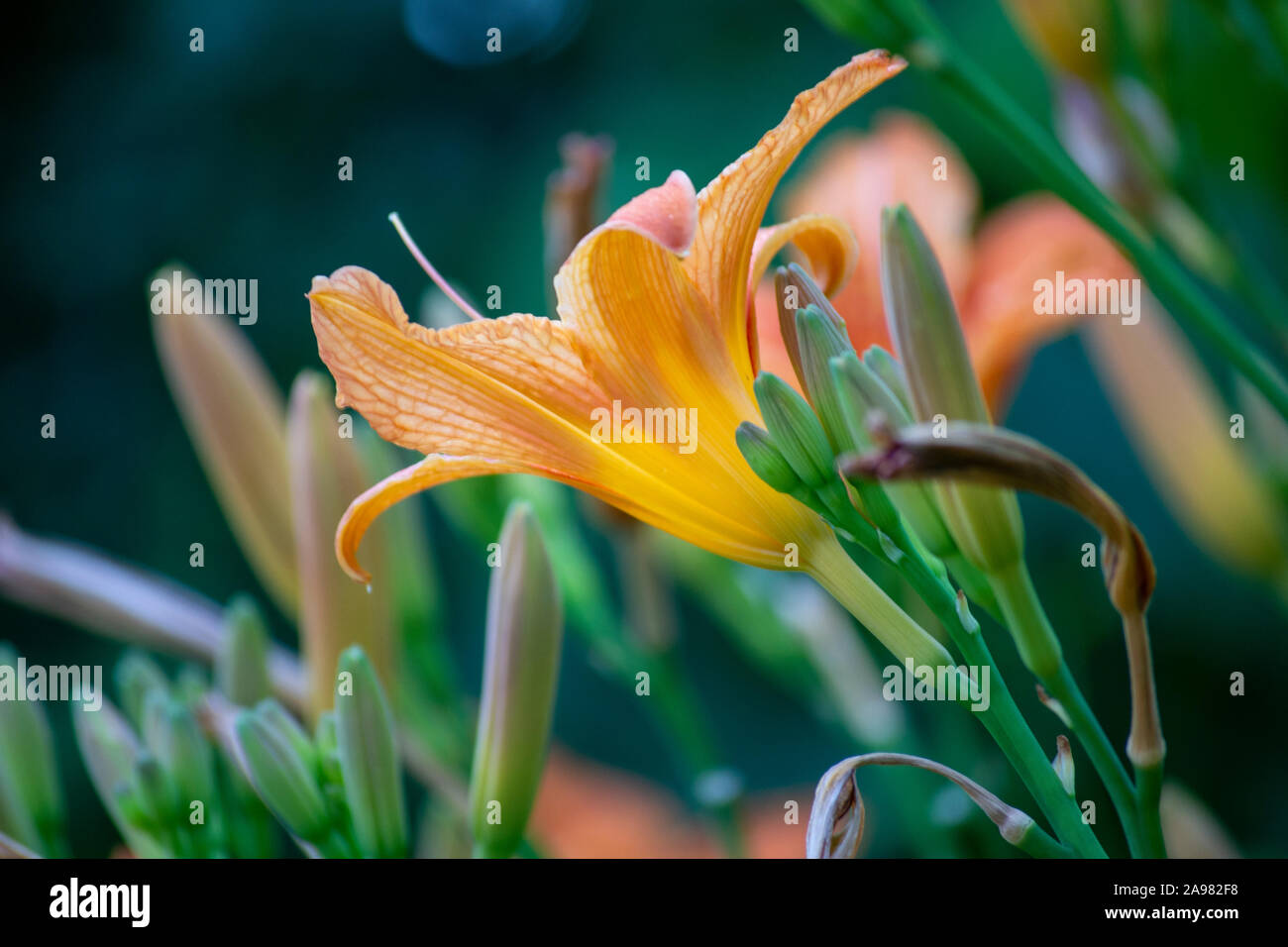 Giorno arancione-lily in Bloom, Hemerocallis fulva Foto Stock