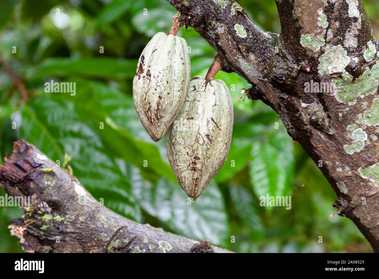 Le fave di cacao ancora appeso sull'albero, mature e pronte per essere raccolte. Una piccola fattoria in Bali, Indonesia, in crescita e che presenta diversi locali di frutta Foto Stock