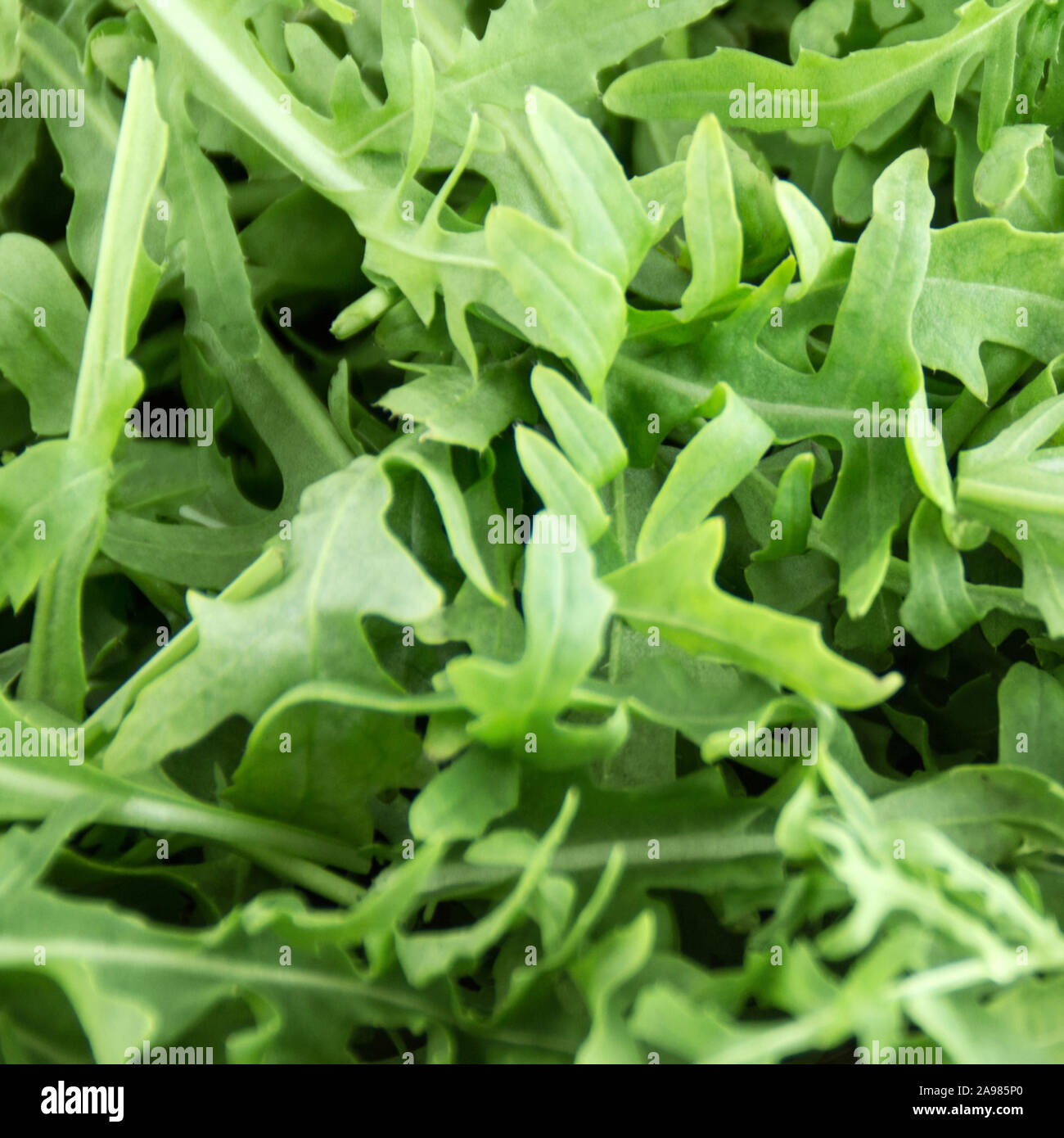 Rucola Insalata di rucola close up Foto Stock