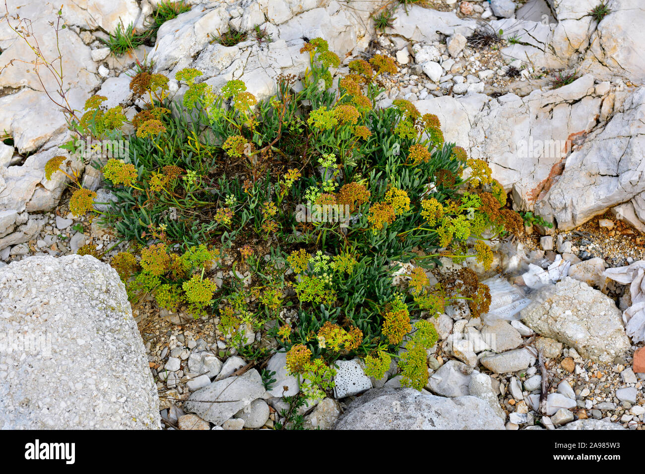 Samphire fioritura delle piante crescenti tra le rocce calcaree su foreshore del mare Adriatico, Croazia Foto Stock